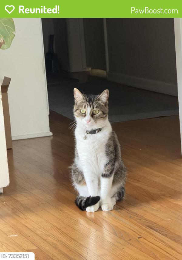 Reunited Female Cat last seen S Shattuck & Washington, Orange, CA 92866