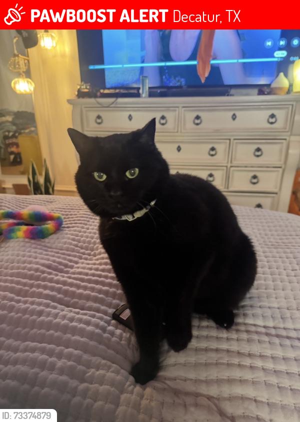 Lost Female Cat last seen The street infront of Decatur Highschool, Decatur, TX 76234