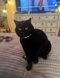 Lost Female Cat last seen The street infront of Decatur Highschool, Decatur, TX 76234