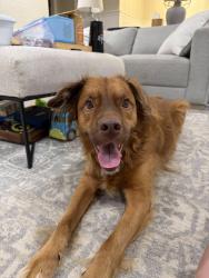 Reunited Male Dog last seen Poplar Pike & Hunters Forest Drive, Germantown, TN 38138
