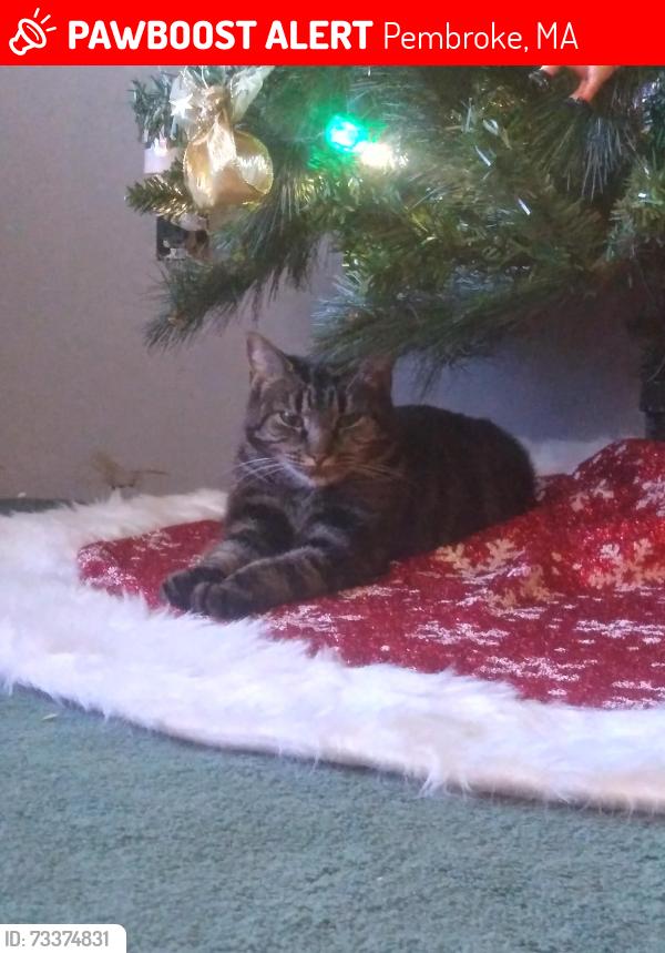 Lost Female Cat last seen Near Furnace Colony Dr, Pembroke, MA 02359
