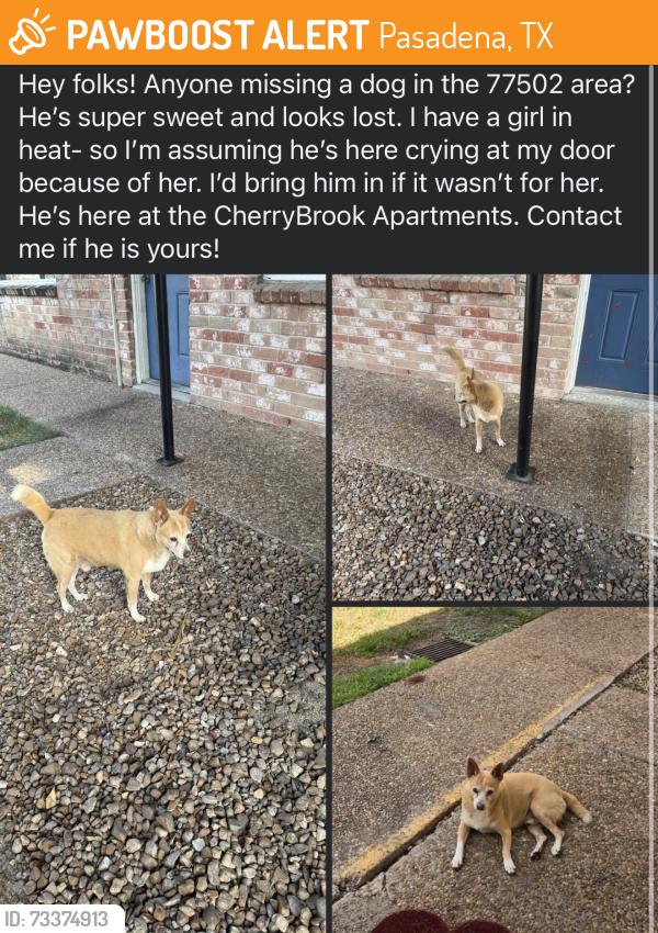 Found/Stray Male Dog last seen Cherrybrook apmts, Pasadena, TX 77502