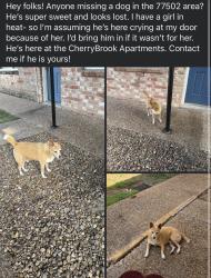Found/Stray Male Dog last seen Cherrybrook apmts, Pasadena, TX 77502