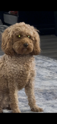 Reunited Female Dog last seen Near w Tidwell Kearns, UT, Kearns, UT 84118