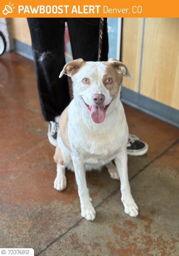 Found/Stray Female Dog last seen Mississippi / Raleigh ST, Denver, CO 80247