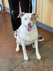 Found/Stray Female Dog last seen Mississippi / Raleigh ST, Denver, CO 80247