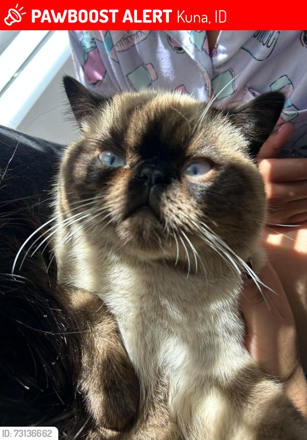 Lost Male Cat last seen S 3434 Iditarod, Kuna, ID 83634