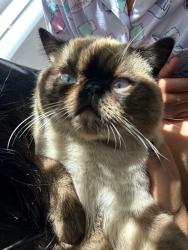 Lost Male Cat last seen S 3434 Iditarod, Kuna, ID 83634