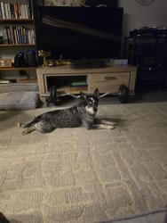 Lost Male Dog last seen Waimahaihai, Kihei, HI 96753