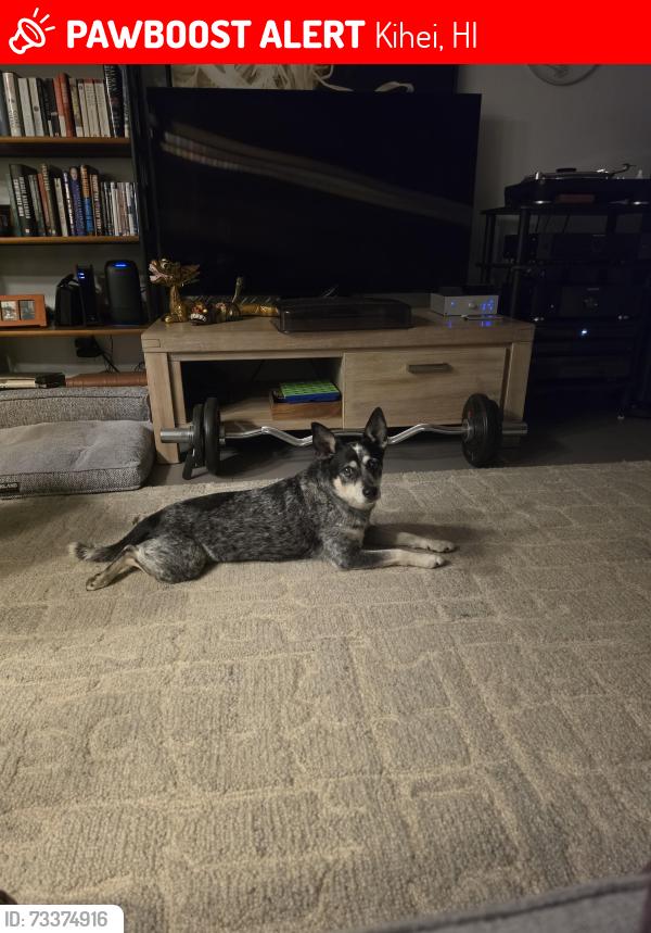 Lost Male Dog last seen Waimahaihai, Kihei, HI 96753