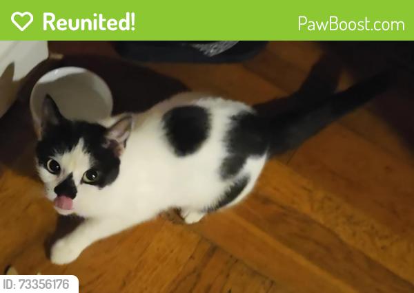 Reunited Female Cat last seen Walker Ave and Ashland Dr, Greensboro, NC 27403