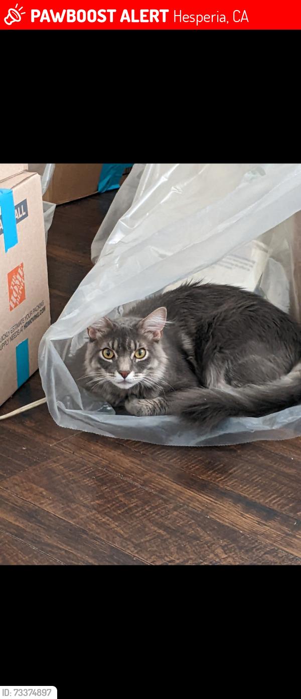 Lost Male Cat last seen Pyrite Ave and Spruce St, Hesperia, CA 92345