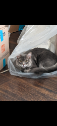 Lost Male Cat last seen Pyrite Ave and Spruce St, Hesperia, CA 92345