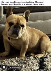 Lost Male Dog last seen Shaw and brawley, Fresno, CA 93722