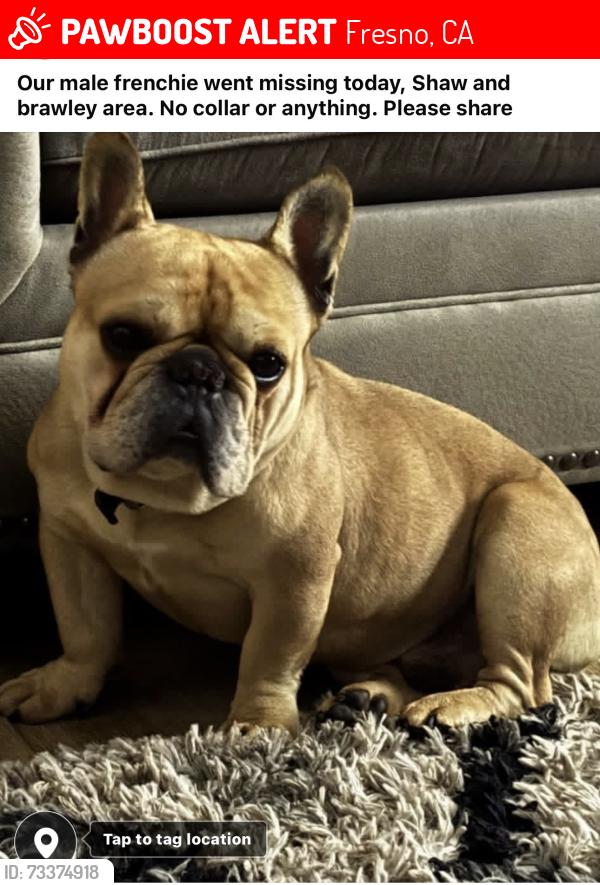 Lost Male Dog last seen Shaw and brawley, Fresno, CA 93722