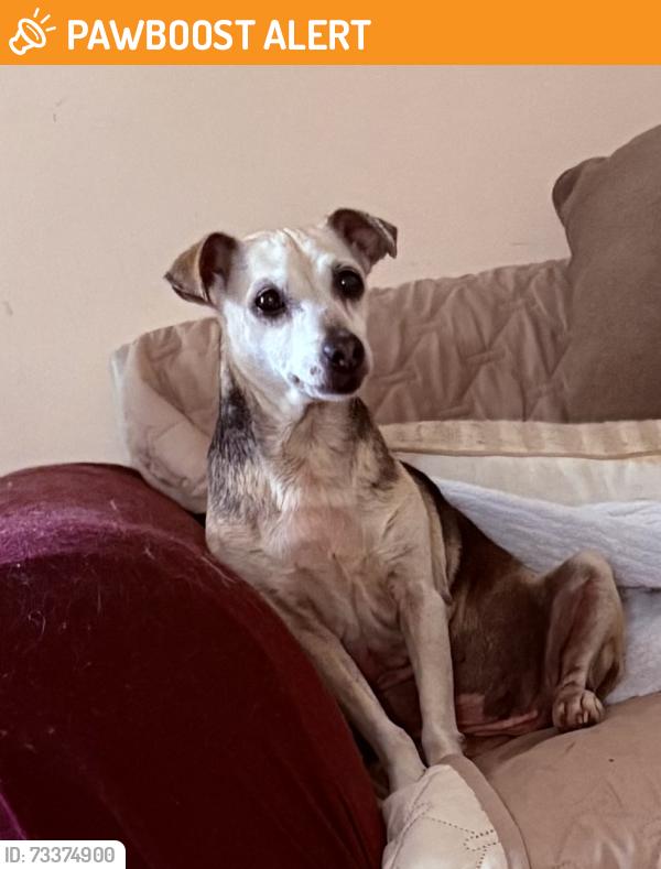 Found/Stray Female Dog last seen Wylake Dr. Norcross, Gwinnett County, GA 30093
