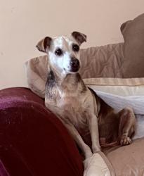 Found/Stray Female Dog last seen Wylake Dr. Norcross, Gwinnett County, GA 30093