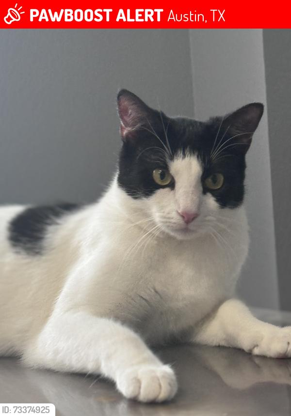Lost Female Cat last seen Marshall ford, Austin, TX 78732