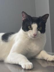 Lost Female Cat last seen Marshall ford, Austin, TX 78732