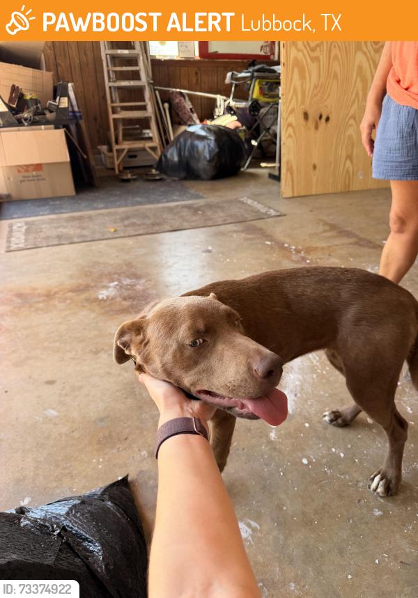 Found/Stray Female Dog last seen utica/53rd st, Lubbock, TX 79414