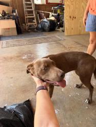 Found/Stray Female Dog last seen utica/53rd st, Lubbock, TX 79414