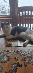 Lost Male Cat last seen Neola, Stroudsburg, PA 18360