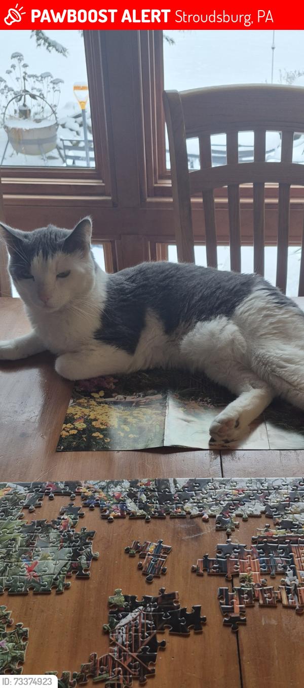 Lost Male Cat last seen Neola, Stroudsburg, PA 18360