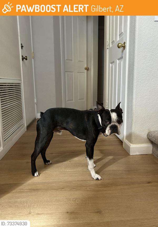 Found/Stray Male Dog last seen Higley and Guadalupe, Gilbert, AZ 85233