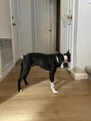 Found/Stray Male Dog last seen Higley and Guadalupe, Gilbert, AZ 85233