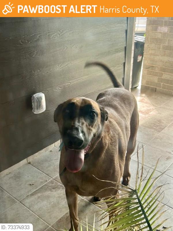 Found/Stray Male Dog last seen Rice Island Ct, Katy, TX, 77493, Harris County, TX 77493