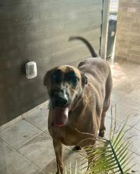 Found/Stray Male Dog last seen Rice Island Ct, Katy, TX, 77493, Harris County, TX 77493