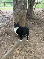Lost Female Cat last seen Tanyard and state park road Greenville ac, Greenville County, SC 29609
