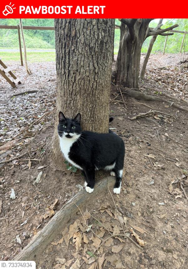 Lost Female Cat last seen Tanyard and state park road Greenville ac, Greenville County, SC 29609
