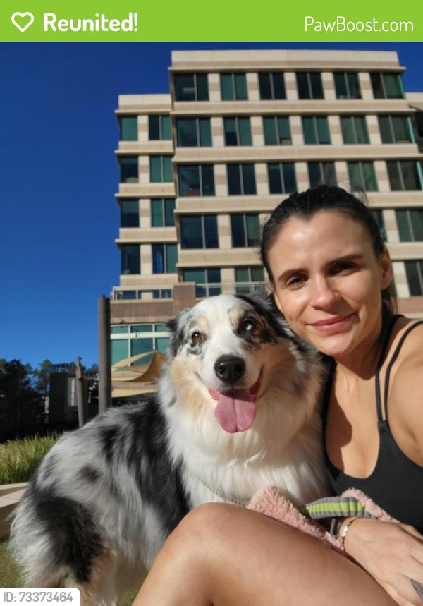 Reunited Male Dog last seen Gardenspring Brook Lane, Springbrook, TX 77379