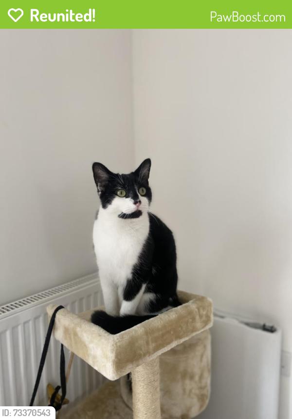 Reunited Male Cat last seen Preston Road, Kingston upon Hull, England 