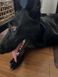 Found/Stray Female Dog last seen Cortlandt, Houston, TX 77022