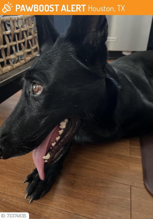 Found/Stray Female Dog last seen Cortlandt, Houston, TX 77022