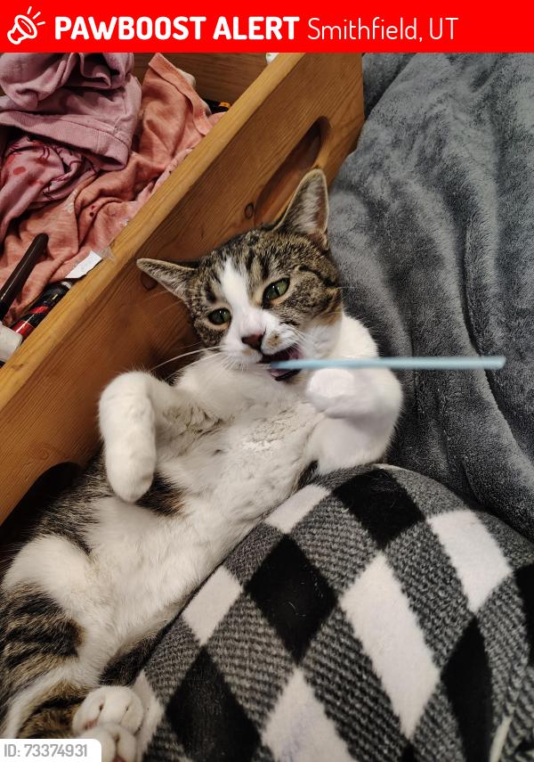Lost Female Cat last seen Near w 160 n, Smithfield, UT 84335