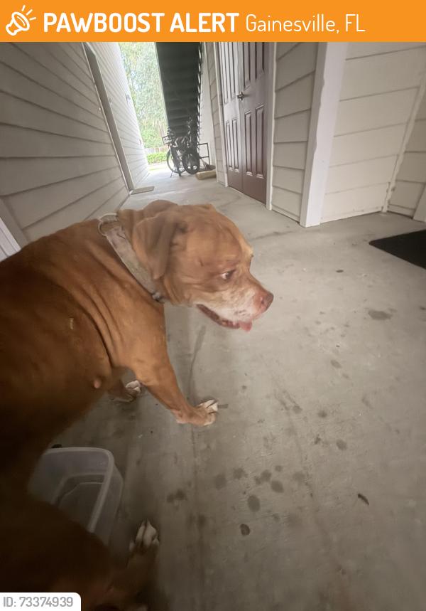 Found/Stray Male Dog last seen Santa Fe college, Gainesville, FL 32653