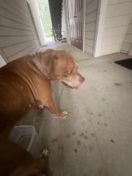 Found/Stray Male Dog last seen Santa Fe college, Gainesville, FL 32653
