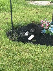 Found/Stray Male Dog last seen Airport rd conroe, Conroe, TX 77301