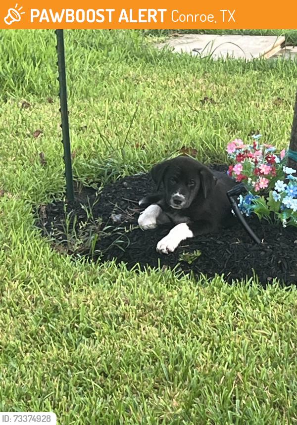 Found/Stray Male Dog last seen Airport rd conroe, Conroe, TX 77301