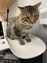 Shelter Stray Male Cat last seen Forest park, 8485 E Reno Ave, Midwest City, OK 73110, USA