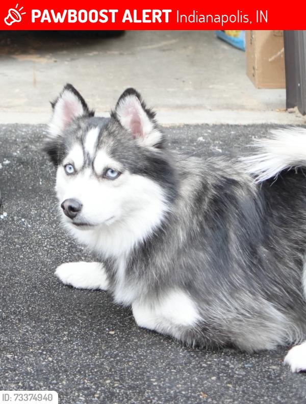Lost Female Dog last seen 20th and College near Puretrition Juice Bar, Indianapolis, IN 46202