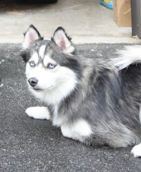 Lost Female Dog last seen 20th and College near Puretrition Juice Bar, Indianapolis, IN 46202