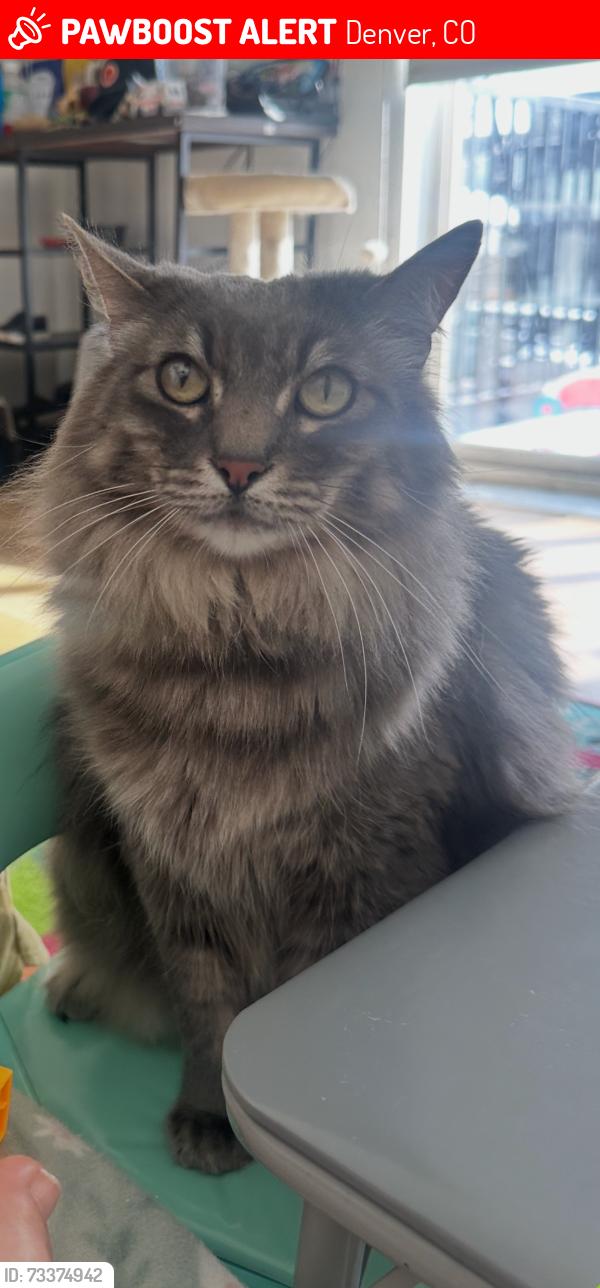 Lost Male Cat last seen Osceola and 13th street, Denver, CO 80204