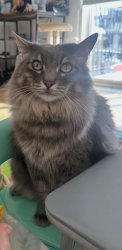 Lost Male Cat last seen Osceola and 13th street, Denver, CO 80204