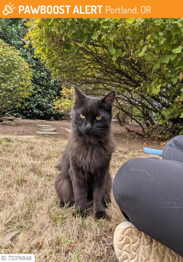Found/Stray Unknown Cat last seen SE Stark and 139th, Portland, OR 97233