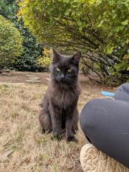Found/Stray Unknown Cat last seen SE Stark and 139th, Portland, OR 97233