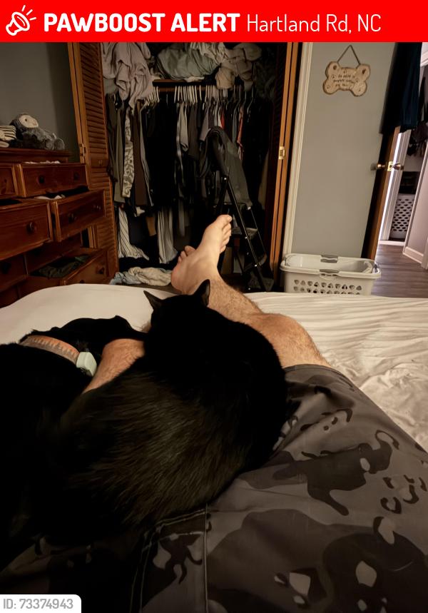 Lost Male Cat last seen Hartland Road and Playmore Beach, Hartland Rd, NC 28655